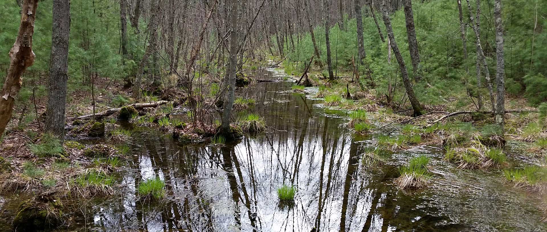 Dorothy L. York Conservation area